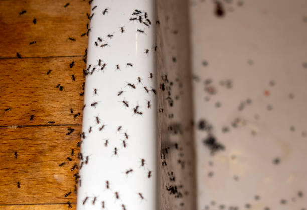 Best Pest Prevention Services  in Spanish Fort, AL